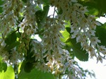 CIMG0892-s.jpg
